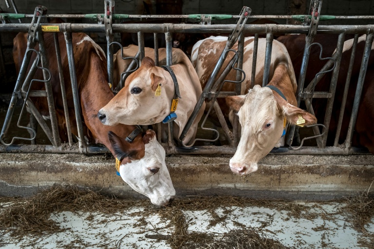 Des vaches qui étaient destinées à paître dans un alpage du Jura français se nourrissent à l’intérieur de leur étable à La Rippe, dans l’ouest de la Suisse, le 23 juin 2026