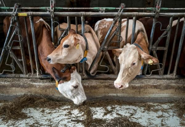 Des vaches qui étaient destinées à paître dans un alpage du Jura français se nourrissent à l’intérieur de leur étable à La Rippe, dans l’ouest de la Suisse, le 23 juin 2026