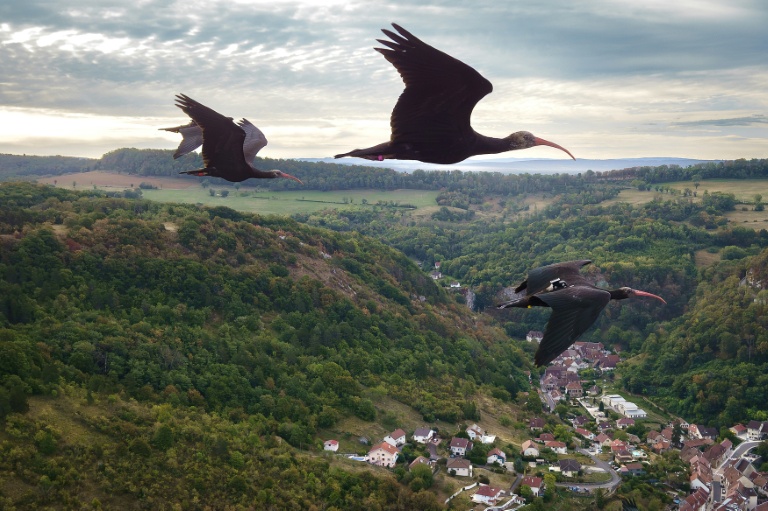 Des ibis chauves en vol, dans la région de Besançon, dans l'est de la France, le 2 septembre 2026