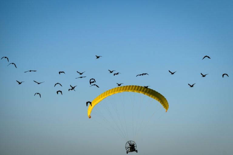 Des ibis chauves sont guidés pour leur migration depuis un ULM, dans la région de Besançon, dans l'est de la France, le 1er septembre 2026