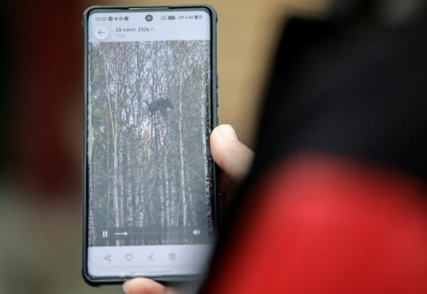 Daria Tiourneva montre à l'AFP sa vidéo d'un ourson perché sur un arbre, à Irkoutsk, en Sibérie, le 8 octobre 2026
