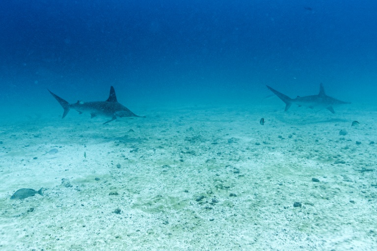 Des requins-marteaux nagent sur le site de plongée de l'île North Seymour dans l'archipel des Galápagos, en Équateur, le 8 mars 2024