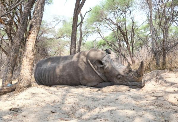 Un rhinocéros dort sous un arbre au parc national de Hwange, au Zimbabwe, le 8 octobre 2025