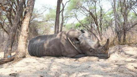 Un rhinocéros dort sous un arbre au parc national de Hwange, au Zimbabwe, le 8 octobre 2025