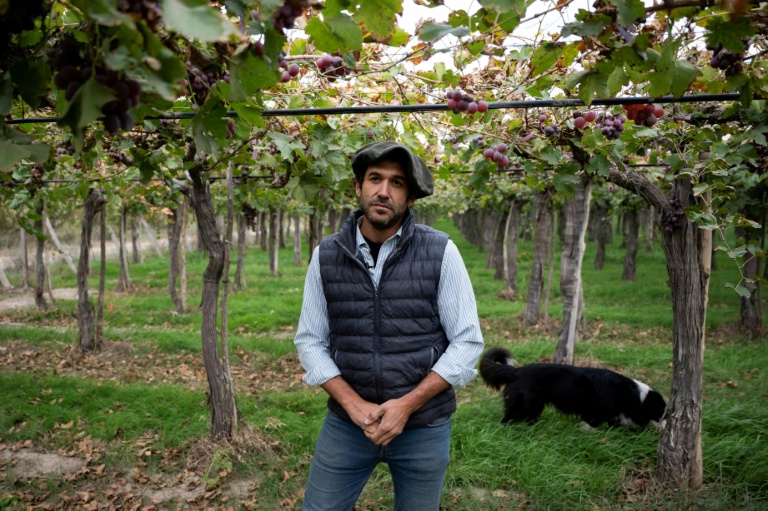 Nicolas Yanzon, producteur de raisin, dans sa plantation à Villa Media Agua, en périphérie de San Juan, en Argentine, le 25 avril 2026