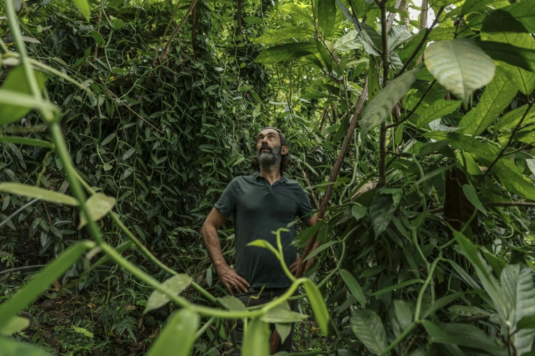 Francesco Mai, cofondateur de l'Atelier Vanilha, inspecte des gousses de vanille dans un champ à Abade, à Sao Tomé, capitale de Sao Tomé-et-Principe, le 7 août 2026