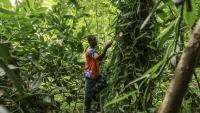Ifrasio de Barros Rompao, producteur de cacao et de vanille inspecte des gousses de vanille dans un champ à Abade, à Sao Tomé, capitale de Sao Tomé-et-Principe, le 7 août 2026