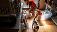 Toru Akama, ancien employé de centrale nucléaire, nourrit des chats dans son refuge pour animaux à Namie, dans la préfecture de Fukushima, le 5 mars 2026 au Japon
