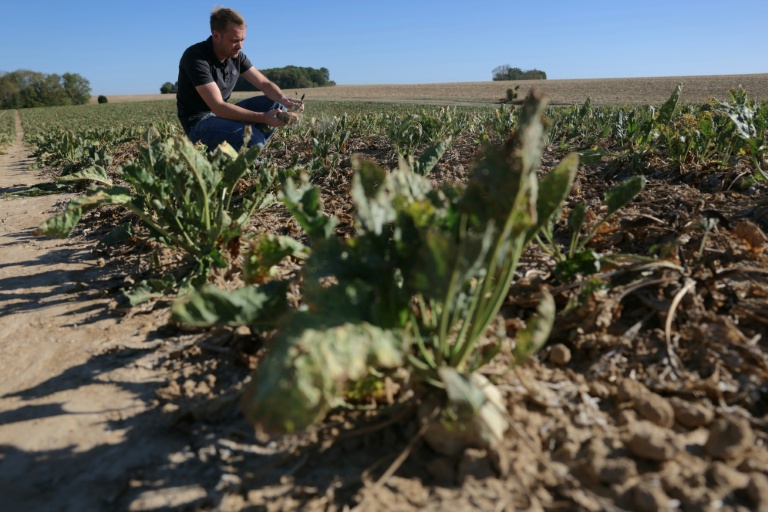 Alexis Garnot, agriculteur, dans sa parcelle à Maison-Rouge (Seine-et-Marne) le 22 septembre 2026
