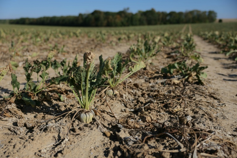 Champ desséché de betteraves sucrières, à Maison-Rouge (Seine-et-Marne), le 22 septembre 2026