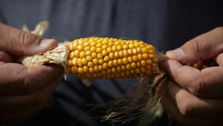 Le cultivateur de céréales Sébastien Maylin présente un épi de maïs affecté par la sécheresse, le 24 août 2026 à Bazordan, dans le département des Hautes-Pyrénées. Selon le ministère, la  récolte nationale serait quasiment divisée par deux sur un an.