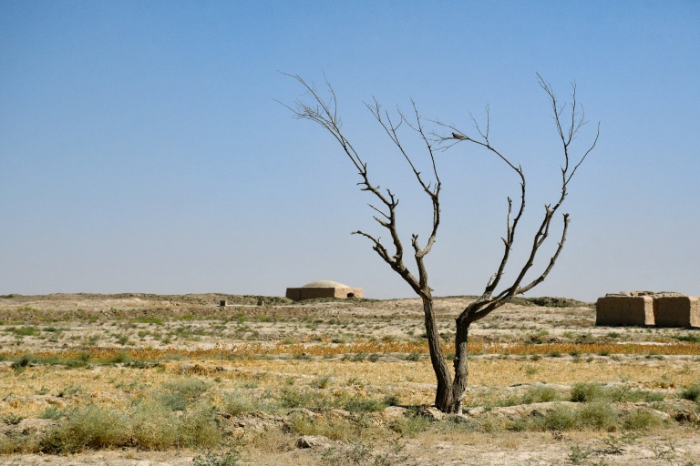Un arbre desséché dans le village de Bolak, dans le nord de l'Afghanistan, l'un des pays les plus vulnérables aux effets du changement climatique, le 10 juillet 2025 