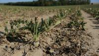 Un champ desséché de betteraves sucrières, à Maison-Rouge, en Seine-et-Marne, le 22 septembre 2026