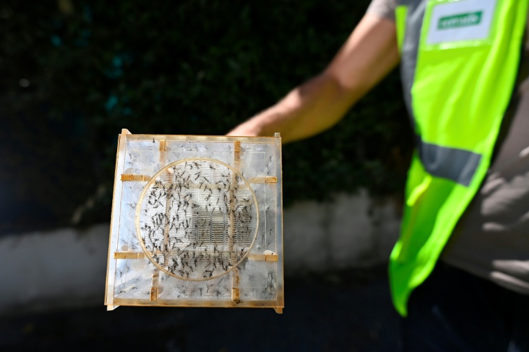 Un employé de Terratis relâche des mâles moustiques tigres stériles à Montpellier, dans l'Hérault le 5 juin 2026