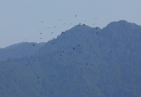 Des rapaces migrent par le "goulot d’étranglement de Batoumi", formé par la mer Noire et les montagnes du Caucase, le 23 septembre 2026 à Sakhalvasho, en Géorgie