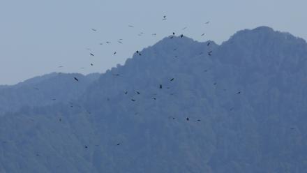Des rapaces migrent par le "goulot d’étranglement de Batoumi", formé par la mer Noire et les montagnes du Caucase, le 23 septembre 2026 à Sakhalvasho, en Géorgie