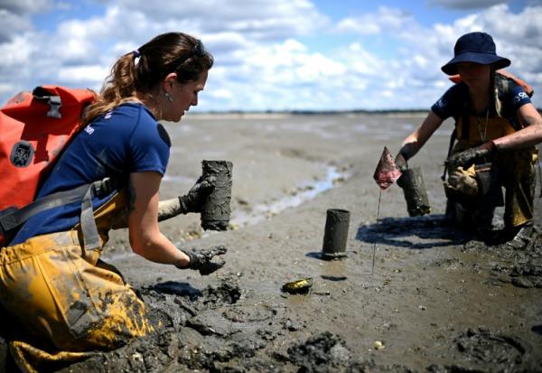 Des scientifiques de l'Office Français de la Biodiversite (OFB) replantent des zostères collectées sur l'estran de l'Île aux Oiseaux lors d'une opération pour lutter contre l'érosion et l'ensablement du Bassin d'Arcachon, le 13 mai 2025 en Gironde