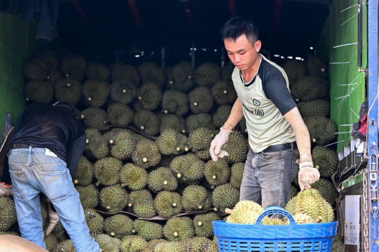 Des ouvriers chargent des paniers de durians dans un camion, le 15 août 2026 dans la province centrale vietnamienne de Dak Lak 