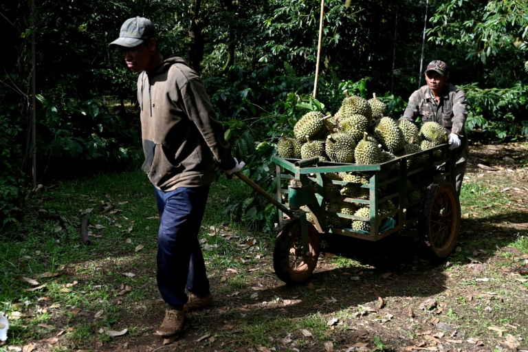 Des ouvriers transportent des durians dans un chariot, le 15 août 2026 dans la province vietnamienne de Dak Lak 