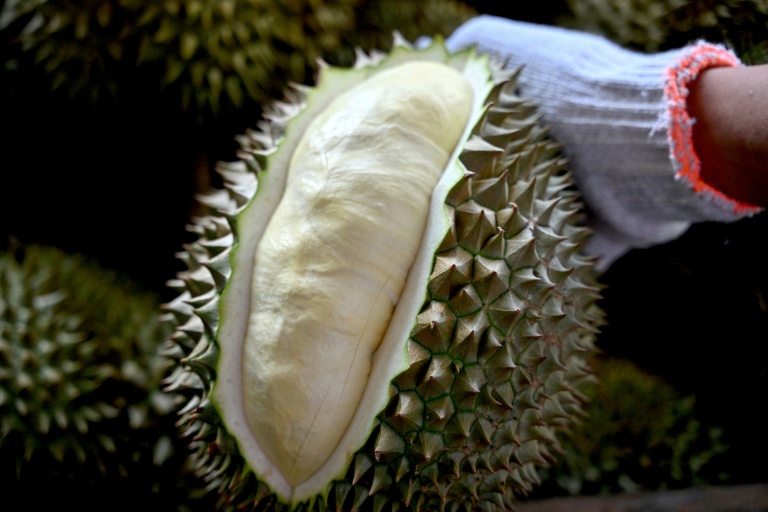 Un homme ouvre un durian pour en inspecter la qualité, le 15 août 2026 dans la province vietnamienne de Dak Lak 