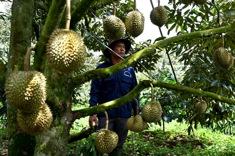 Un homme se tient près d'un arbre produisant des durians, le 15 août 2026 dans la province vietnamienne de Dak Lak 