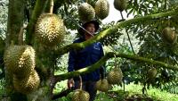 Un homme se tient près d'un arbre produisant des durians, le 15 août 2026 dans la province vietnamienne de Dak Lak 