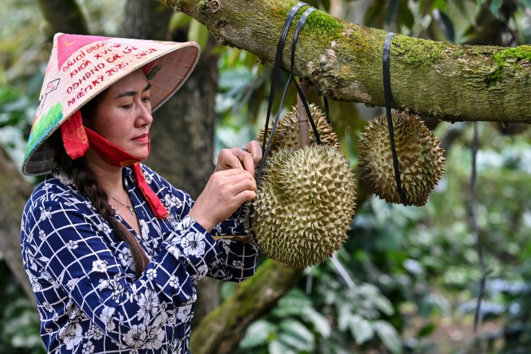 Une femme inspecte un durian, le 15 août 2026 dans la province centrale vietnamienne de Dak Lak 