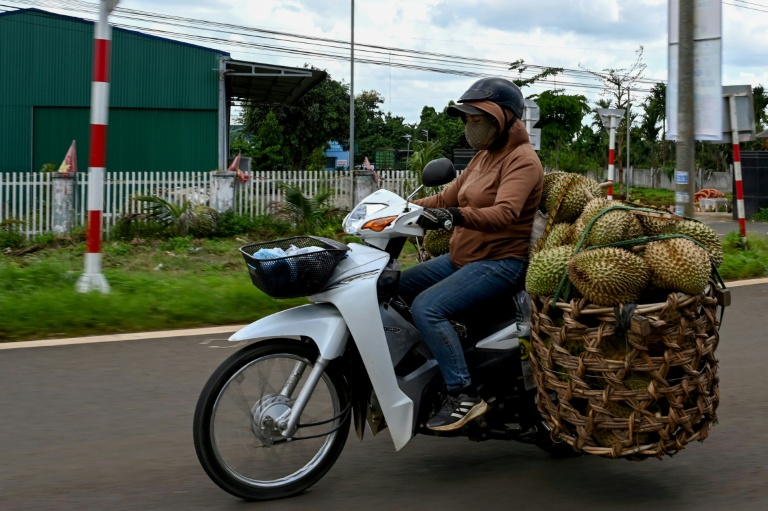Une femme transporte des durians à motocyclette, le 15 août 2026 dans la province vietnamienne de Dak Lak 