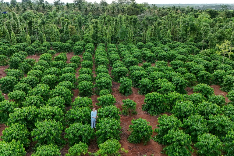 Une plantation de durians, le 15 août 2026 dans la province centrale vietnamienne de Dak Lak 