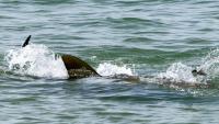 Des ailerons de requins dans les eaux de la Méditerranée au large de la plage de Hadera, dans le centre d'Israël, le 22 avril 2025