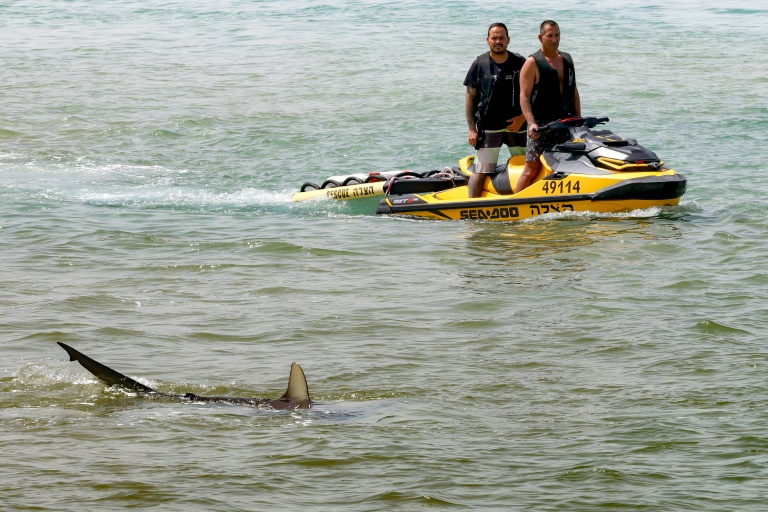 Des membres des secours israéliens observent un requin pendant la recherche d'un homme disparu dans les eaux de la Méditerranée au large de Hadera, dans le centre d'Israël, le 22 avril 2025
