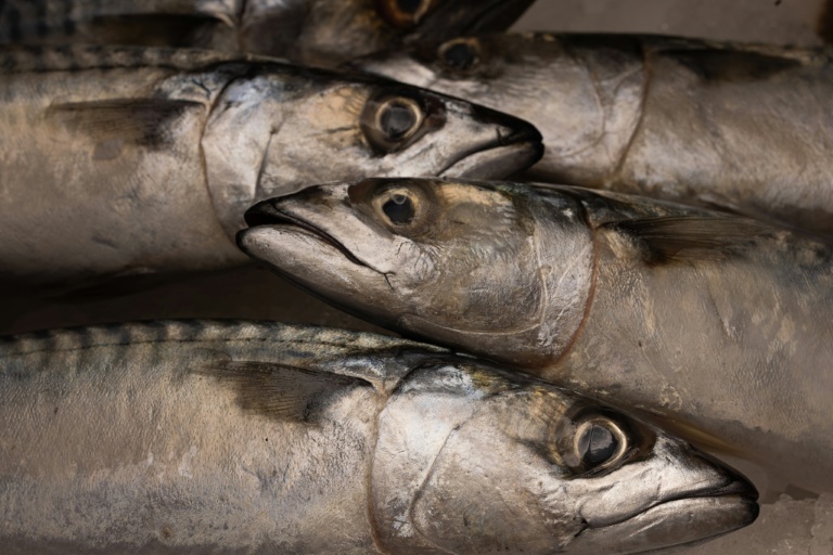 L'Union européenne a dénoncé un accord de pêche conclu entre le Royaume-Uni, la Norvège, les Iles Féroé et l'Islande, susceptible de causer des 