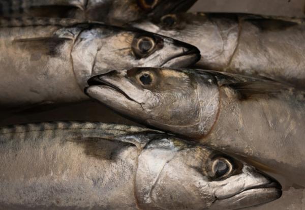 L'Union européenne a dénoncé un accord de pêche conclu entre le Royaume-Uni, la Norvège, les Iles Féroé et l'Islande, susceptible de causer des "dommages irréversibles à la population de maquereaux" en Atlantique Nord