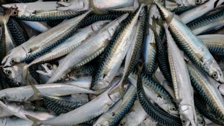 Le ministère de la Mer a augmenté le quota pour la pêche de loisirs à dix maquereaux par pêcheur et par jour