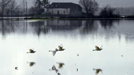 Champ inondé par la crue de la Garonne, près de Bourdelles, en Gironde, le 21 février 2026