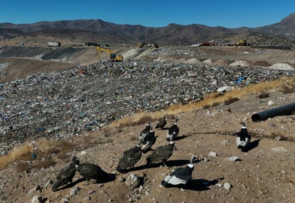 Des condors à la recherche de nourriture, à la décharge de Los Colorados exploitée par KDM Residuos, à Tiltil, au Chili, le 8 mai 2026