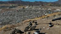 Des condors à la recherche de nourriture, à la décharge de Los Colorados exploitée par KDM Residuos, à Tiltil, au Chili, le 8 mai 2026
