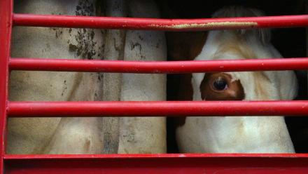 Les négociations sur une loi pour améliorer les conditions de transport des animaux en Europe  sont bloquées
