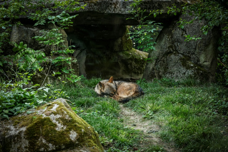 Un loup au Parc zoologique de Vincennes près de Paris le 17 avril 2026