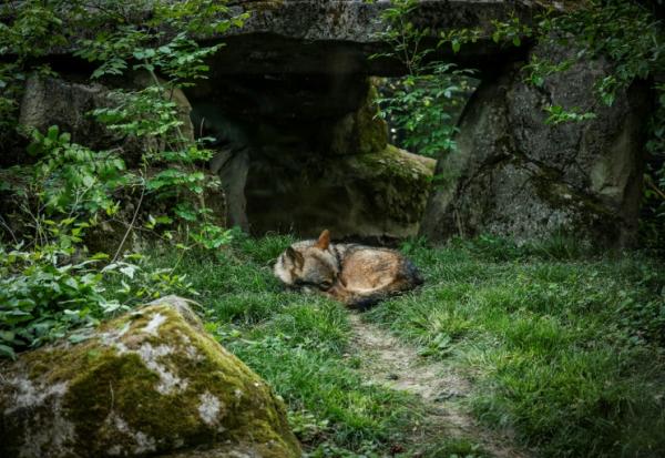 Un loup au Parc zoologique de Vincennes près de Paris le 17 avril 2026