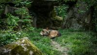 Un loup au Parc zoologique de Vincennes près de Paris le 17 avril 2026