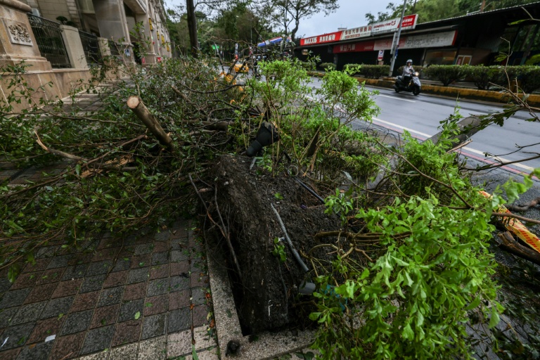 Un arbre déraciné sous l'effet du typhon Champi à Keelung, Taïwan, le 24 octobre 2026