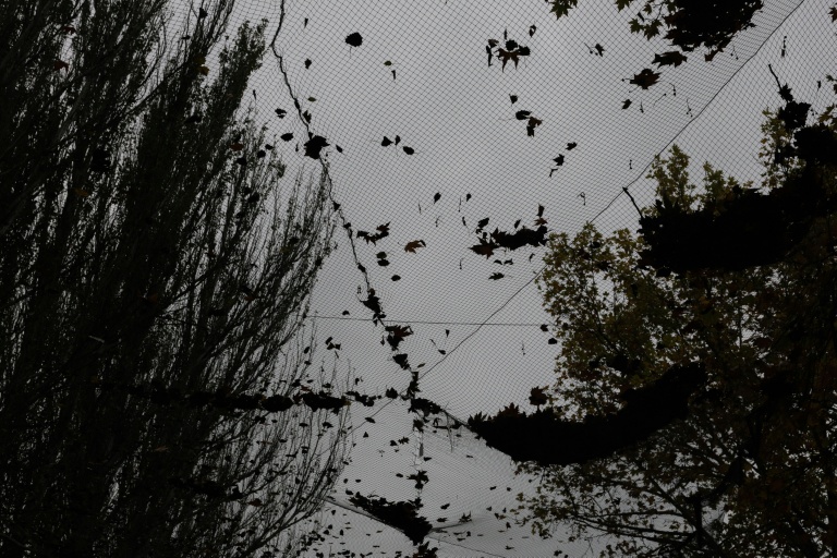 Des feuilles tombées sur des filets antidrones, le 30 octobre 2026 à Kherson, dans le sud de l'Ukraine 
