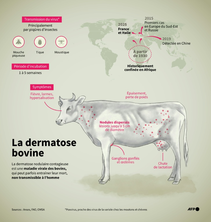 La dermatose bovine