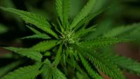 Un extrait de cannabis particulier soulagerait les douleurs lombaires chroniques, selon un essai clinique