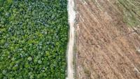 Vue aérienne de la forêt tropicale (g) et d'un terrain rasé pour des plantations (d) à Lahei Mangkutup, dans la régence de Kapuas du Kalimantan central, le 11 février 2026 en Indonésie