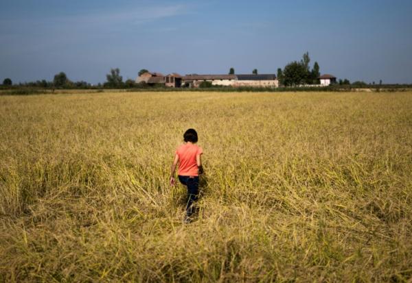 Alice Cerutti marche dans un champ de riz à Crova, en Italie, le 28 septembre 2026