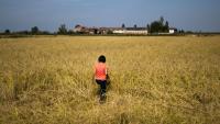 Alice Cerutti marche dans un champ de riz à Crova, en Italie, le 28 septembre 2026