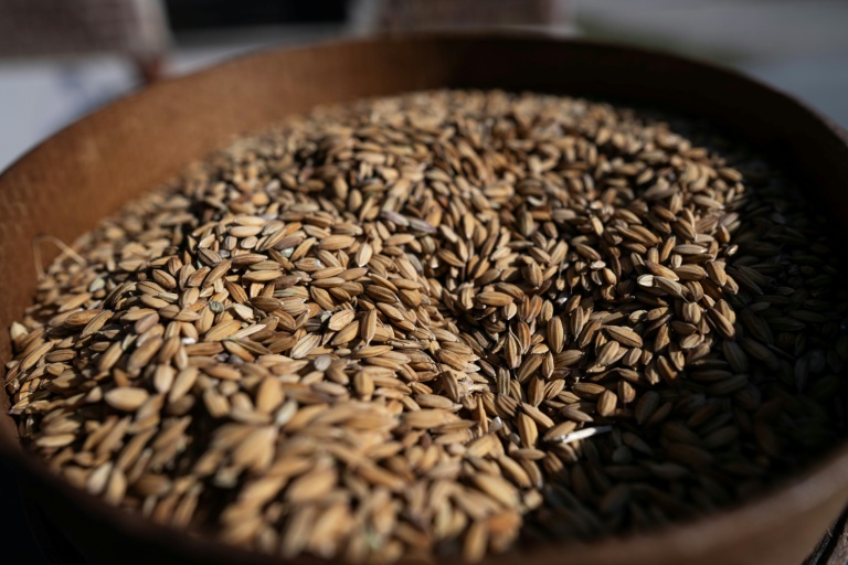 Du riz récolté sur la ferme d'Alice Cerutti, en Italie, le 28 septembre 2026