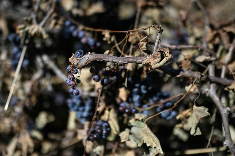 Une vigne arrachée dans un domaine à Villeneuve-les-Beziers, dans le sud de la France, le 13 septembre 2026